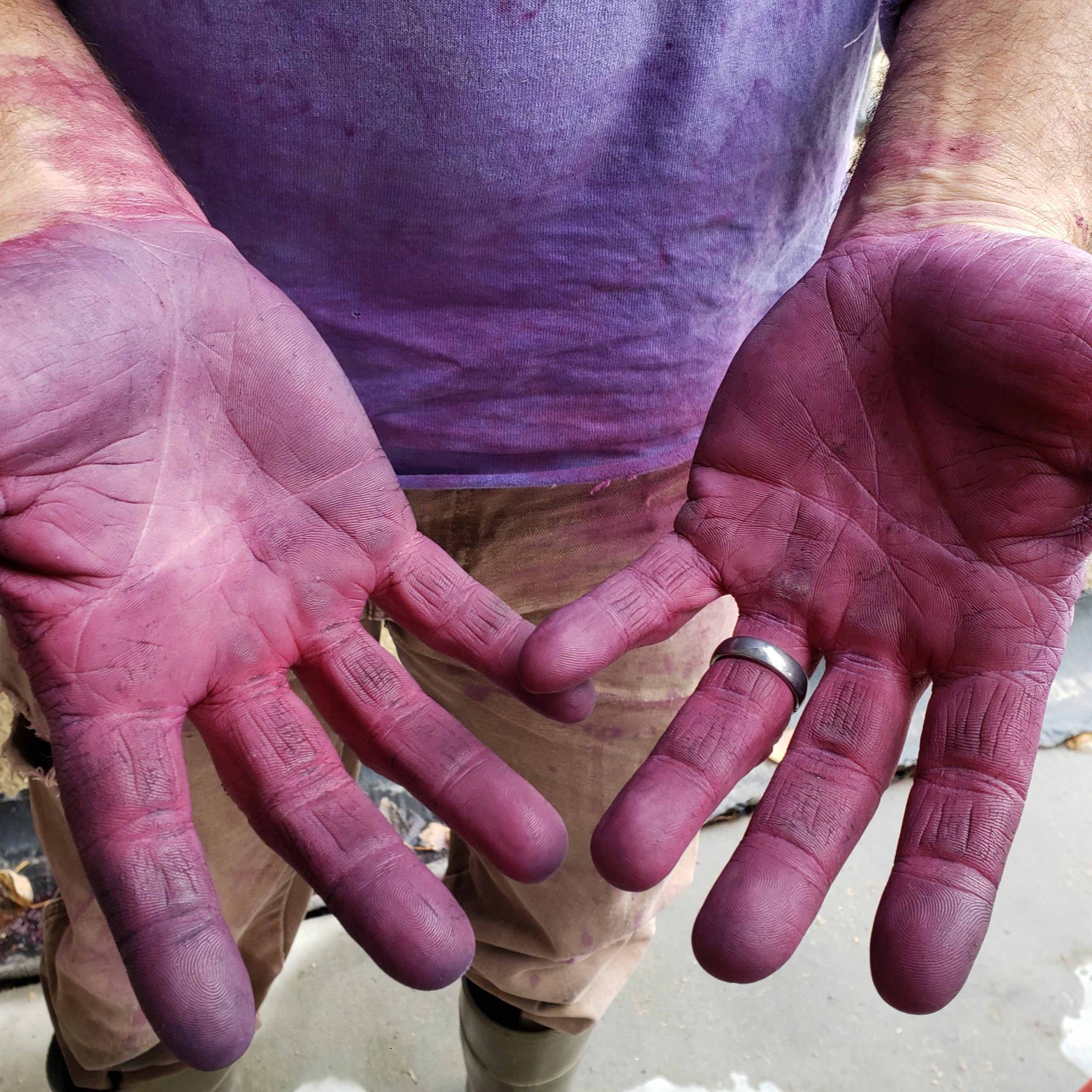 grape-stained-hands-montana-wine